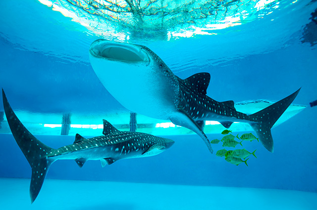 横浜八景島シーパラダイス